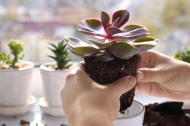 How To Save An Overwatered Succulent