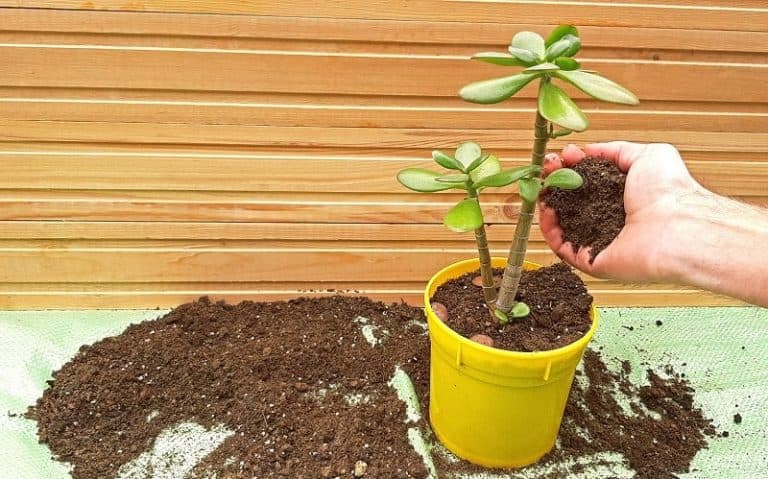 Best Soil for Jade Plant - Gardential.com