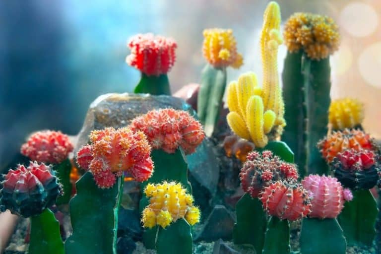 How Long Do Moon Cactus Live?