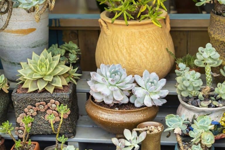 Succulent Leaves Turning Brown