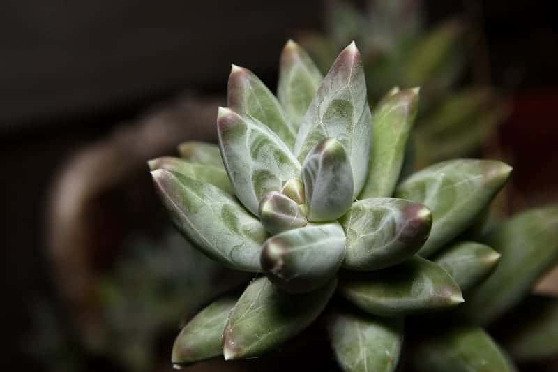 Pachyphytum compactum ‘Little Jewel