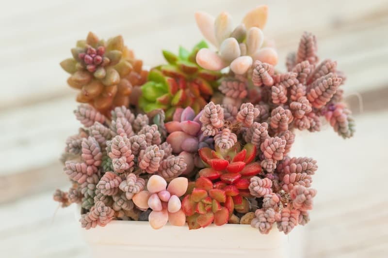 How Long Do Succulents Live?