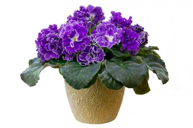 African Violets Leaves Turning Yellow