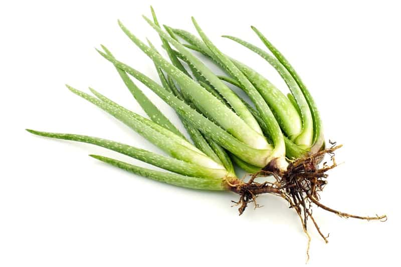 Aloe Vera Root Rot