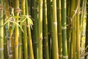 Bamboo Turning Yellow