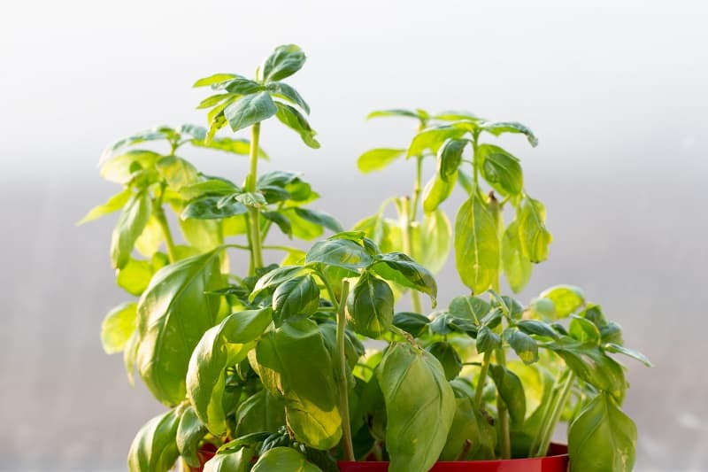 Basil Plant Wilting