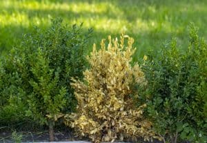 Boxwood Turning Yellow
