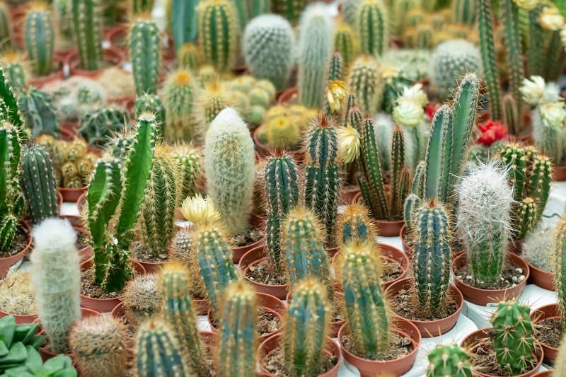 Cactus Turning Yellow