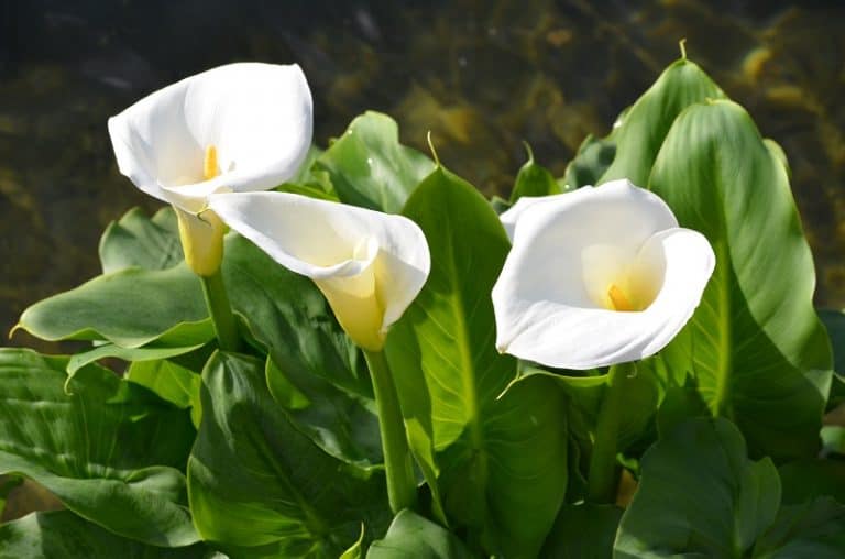 Calla Lily Leaves Turning Yellow