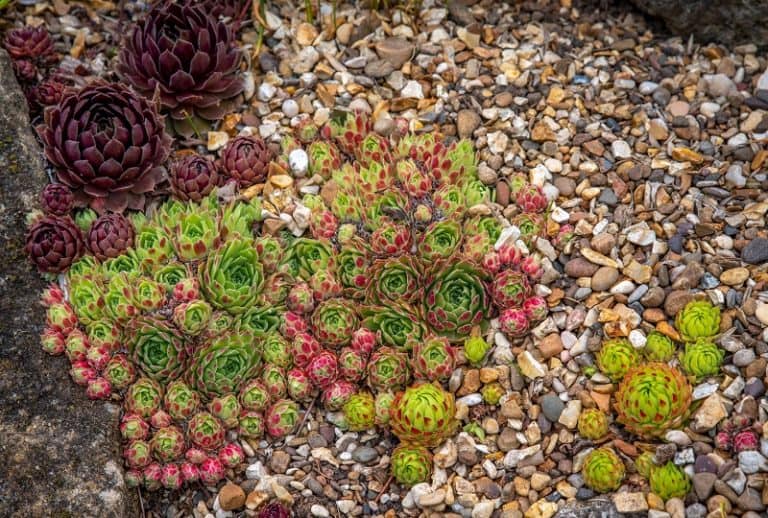 Can Succulents Grow In Rocks?