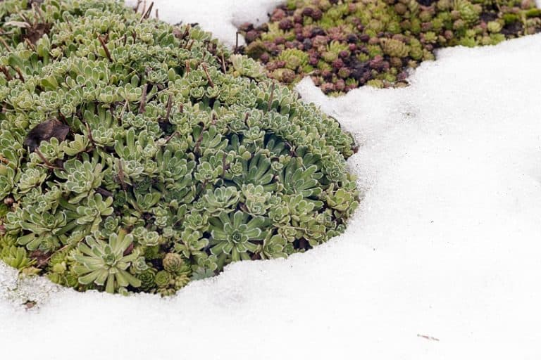 Can Succulents Grow in Cold Weather?