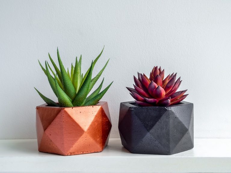 Can Succulents Grow in Fluorescent Light?