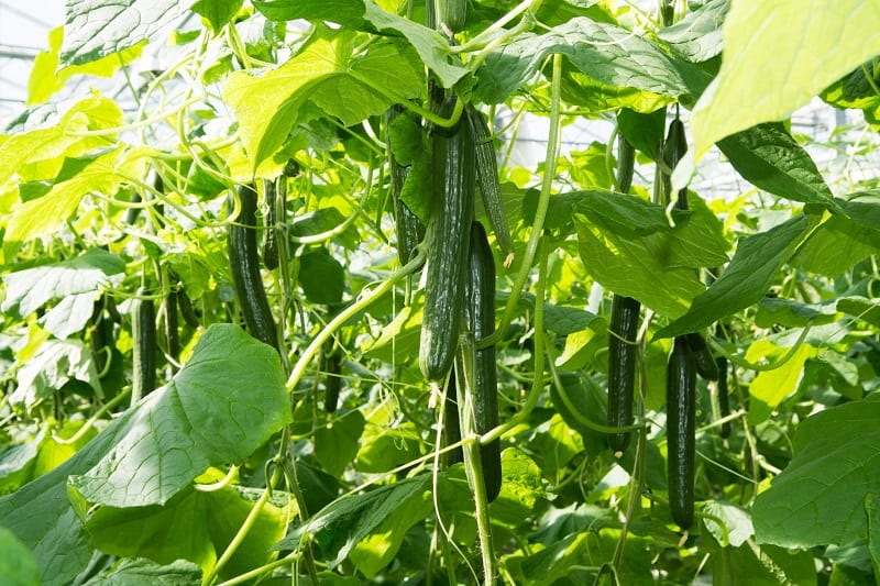 Cucumber Leaves Turning Yellow