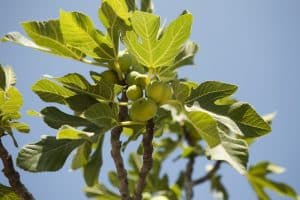 Fig Leaves Turning Yellow