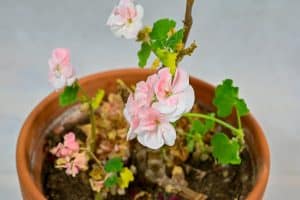 Geranium Leaves Turning Yellow