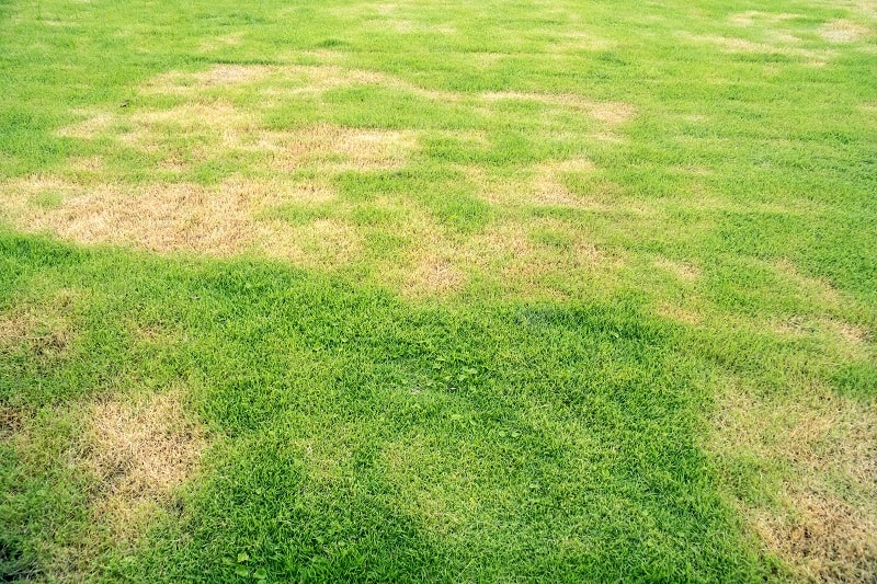 Grass Turning Yellow