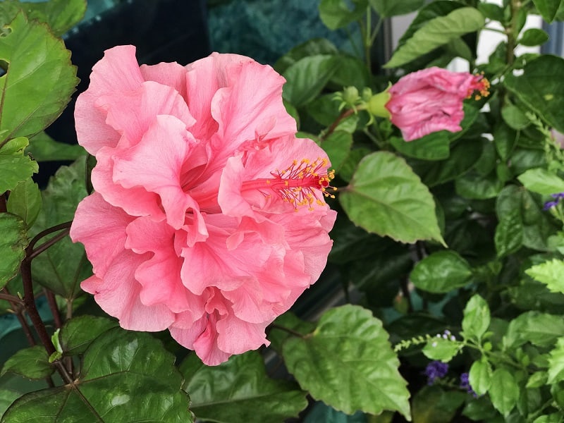 Hibiscus Leaves Turning Yellow