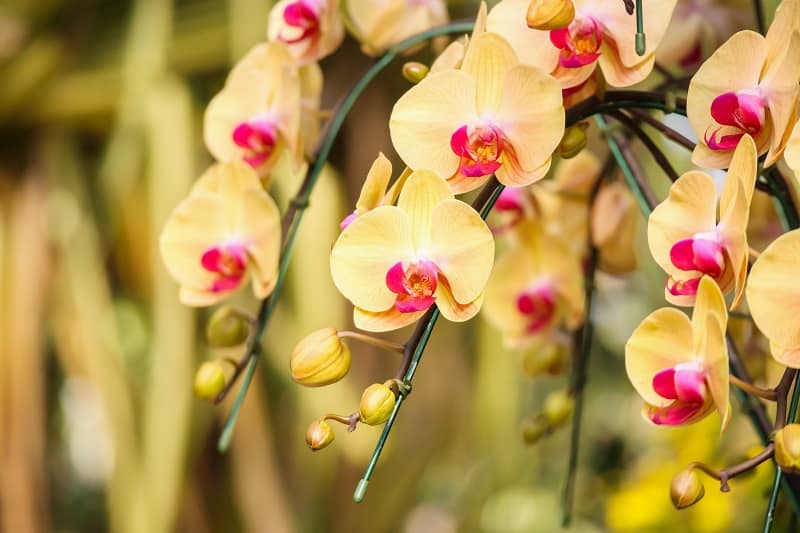 How Long Can Orchids Go Without Water