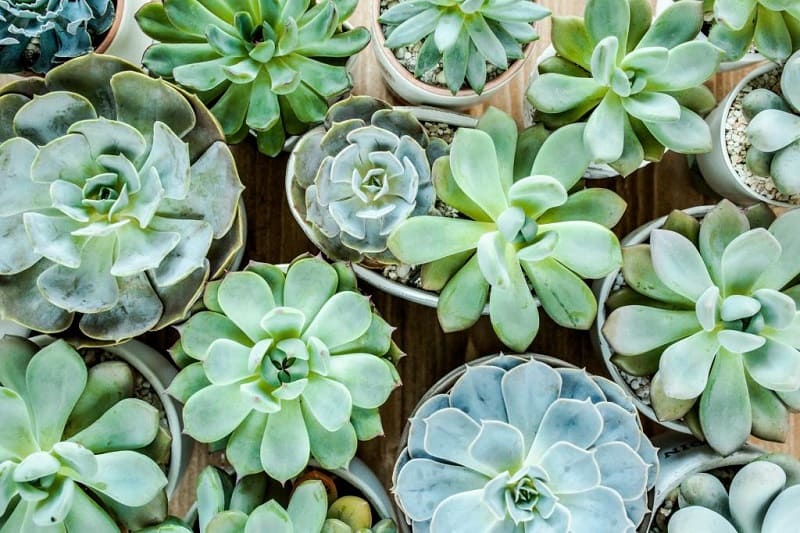 How To Fix Succulent Etiolation?