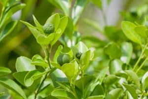 How To Grow Calamansi from Cuttings