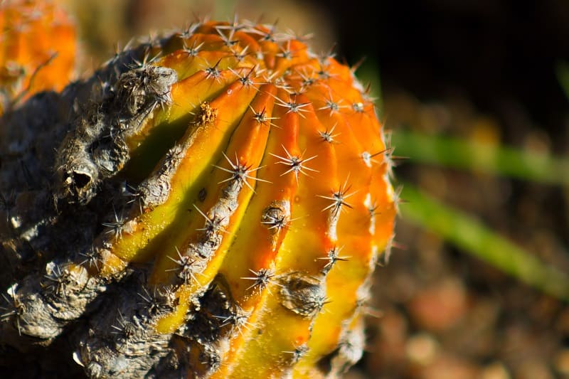 How To Save A Dying Cactus?