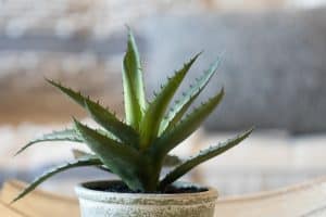 How To Save An Overwatered Aloe Plant