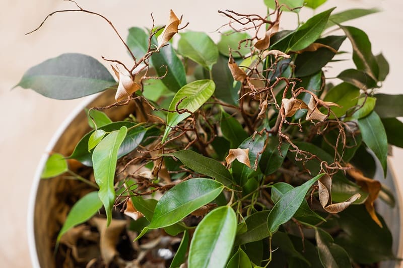 How To Tell If A Plant is Overwatered or Underwatered?