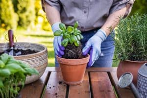 How to Care for a Potted Basil Plant