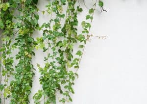 Ivy Leaves Turning Yellow