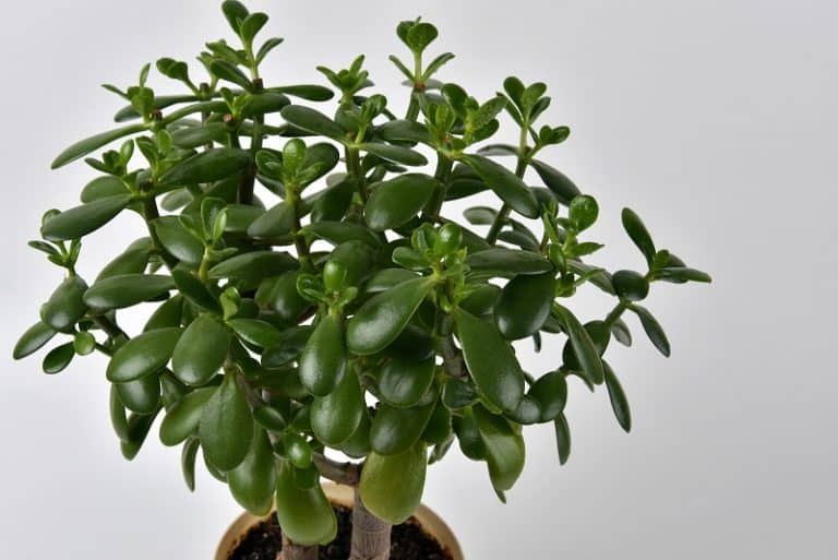 Jade Plant Leaves Turning Black