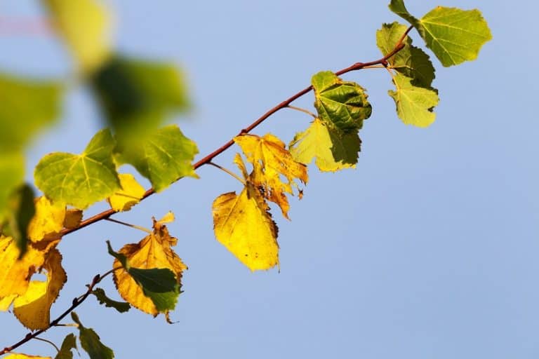 Leaves Turning Yellow During Flowering