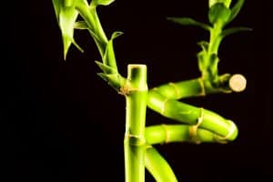 Lucky Bamboo Turning Yellow