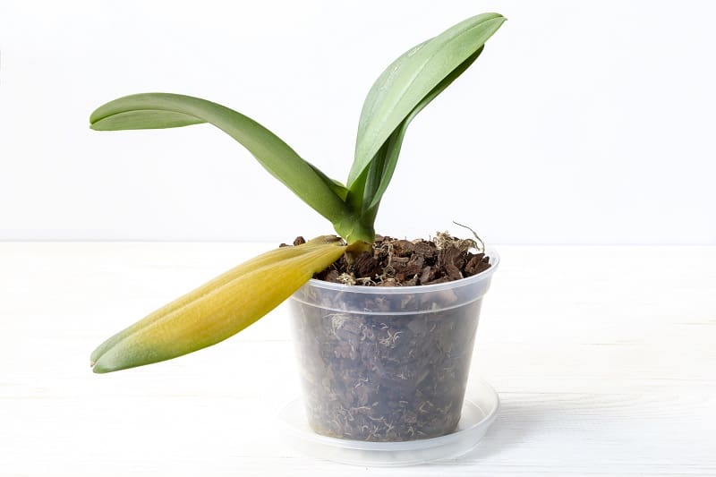 Orchid Leaves Turning Yellow