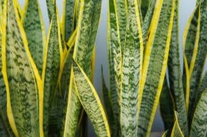 Snake Plant Turning Yellow
