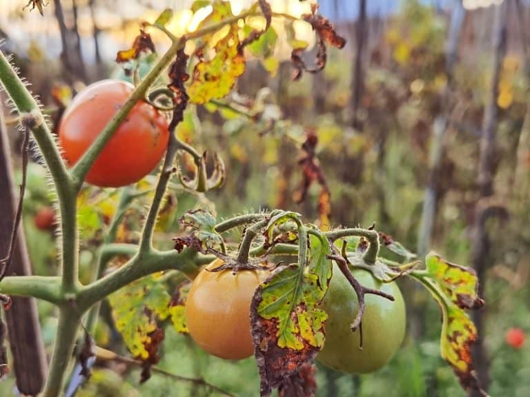Tomato Plant Leaves Turning Yellow