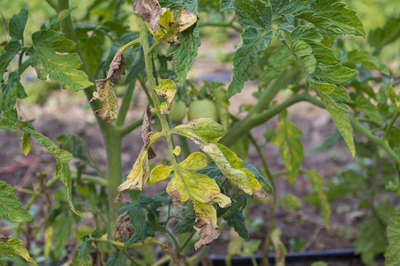 Vegetable Leaves Turning Yellow