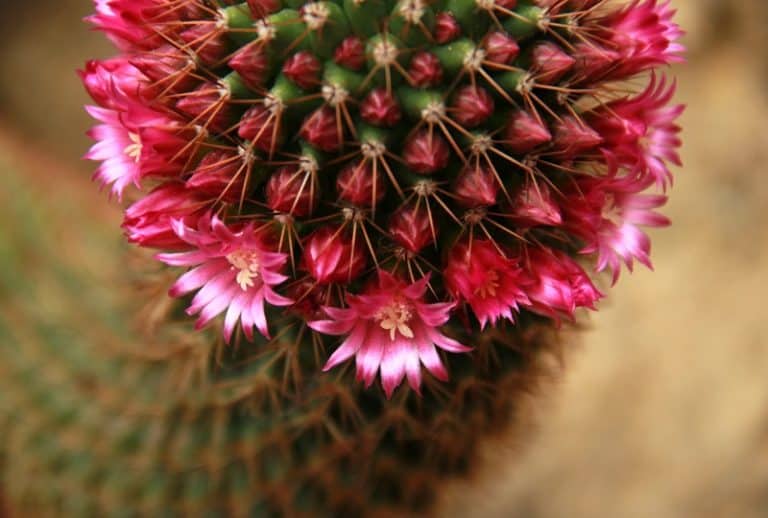 When Do Succulents Bloom?