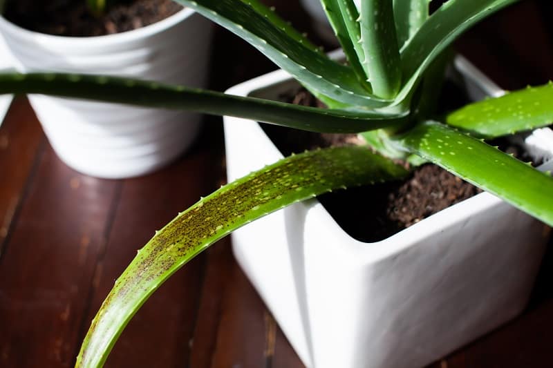 Why is My Aloe Plant Dying