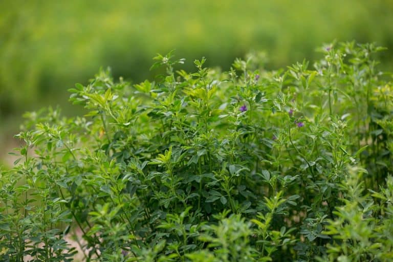 Alfalfa Leaves Turning Yellow