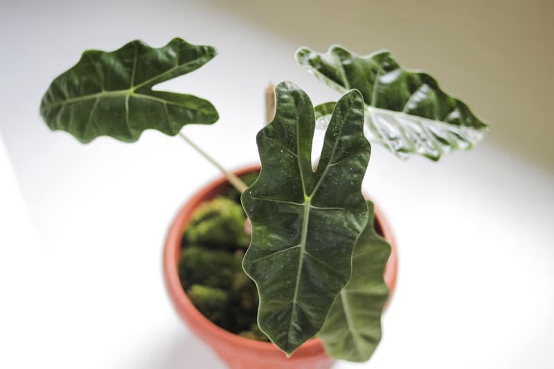 Alocasia Leaves Turning Yellow