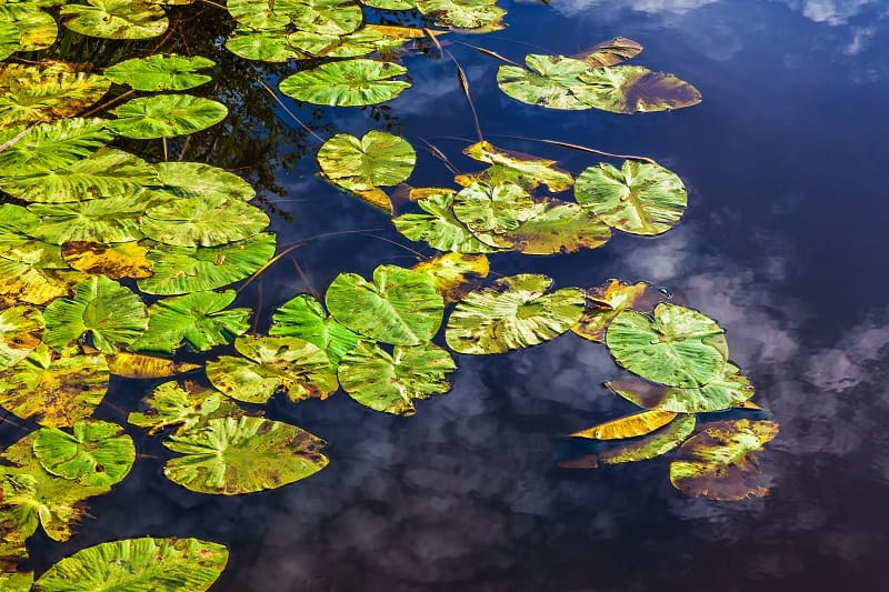 Aquatic Plants Turning Yellow