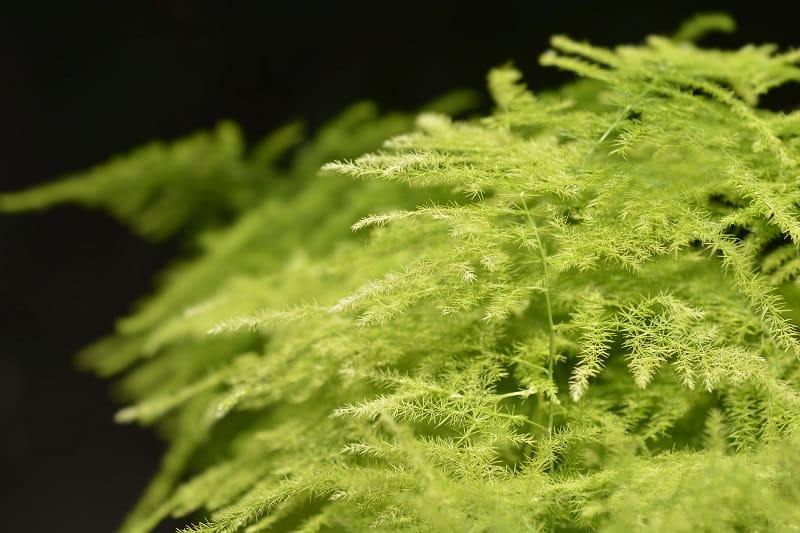 Asparagus Ferns Turning Yellow