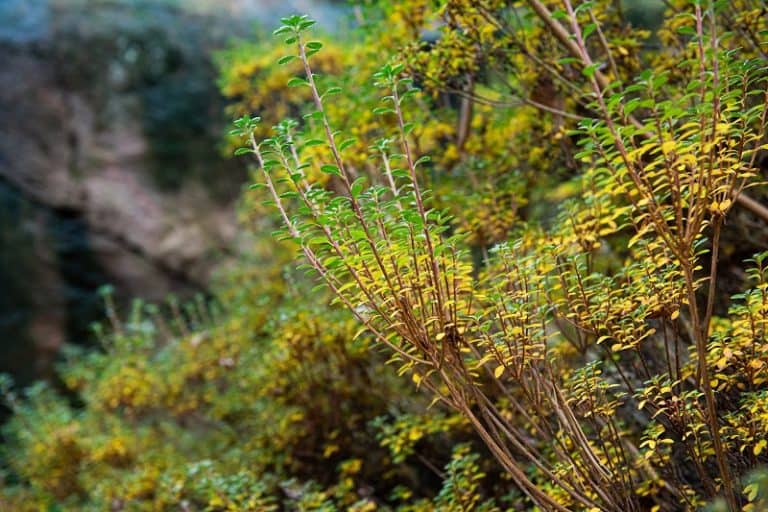 Azalea Leaves Turning Yellow