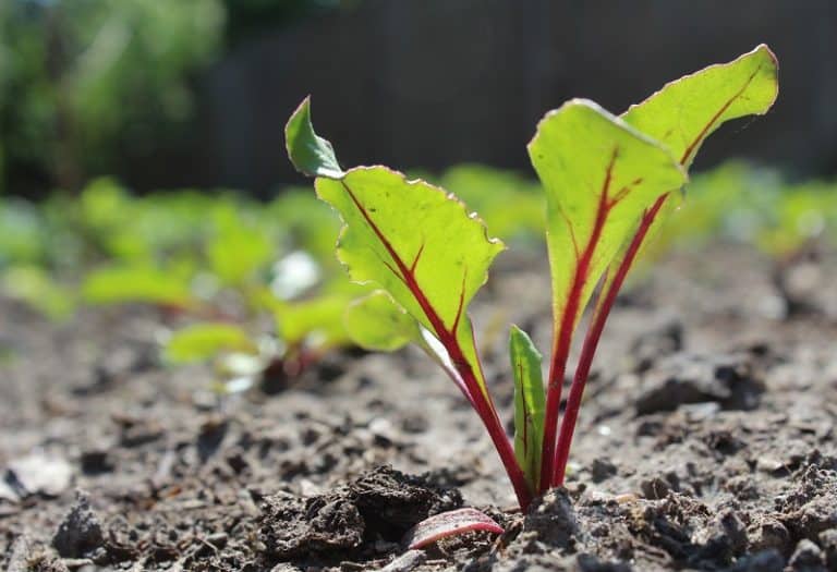 Beet Leaves Turning Yellow