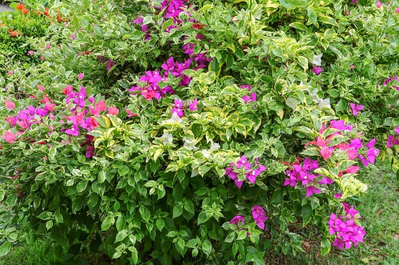 Bougainvillea Leaves Turning Yellow