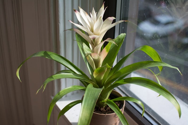 Bromeliad Leaves Turning Yellow