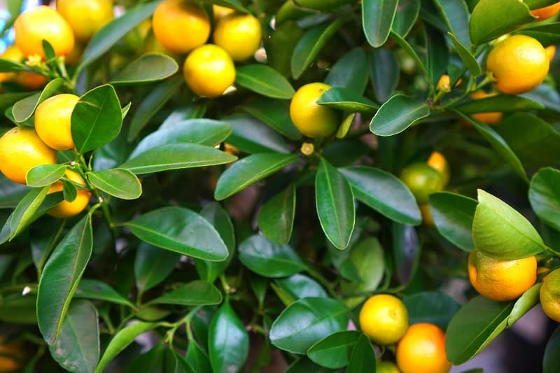Calamondin Leaves Turning Yellow
