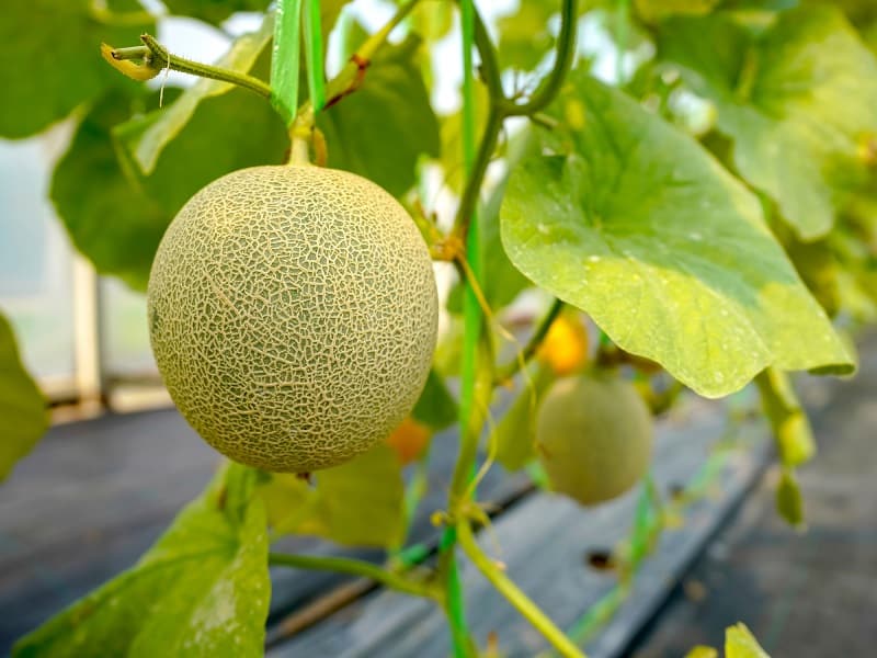 Cantaloupe Leaves Turning Yellow