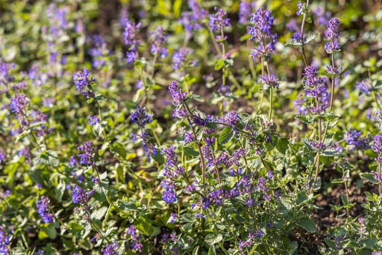 Catmint Leaves Turning Yellow