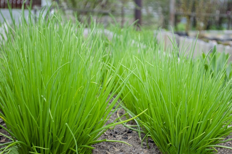 Chives Turning Yellow